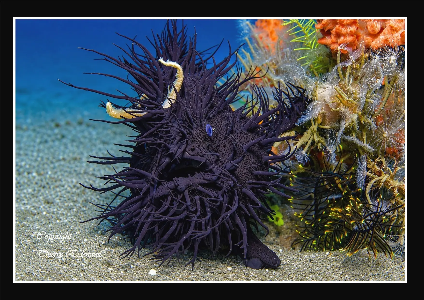 Anilao Macro Dive Media Highlight